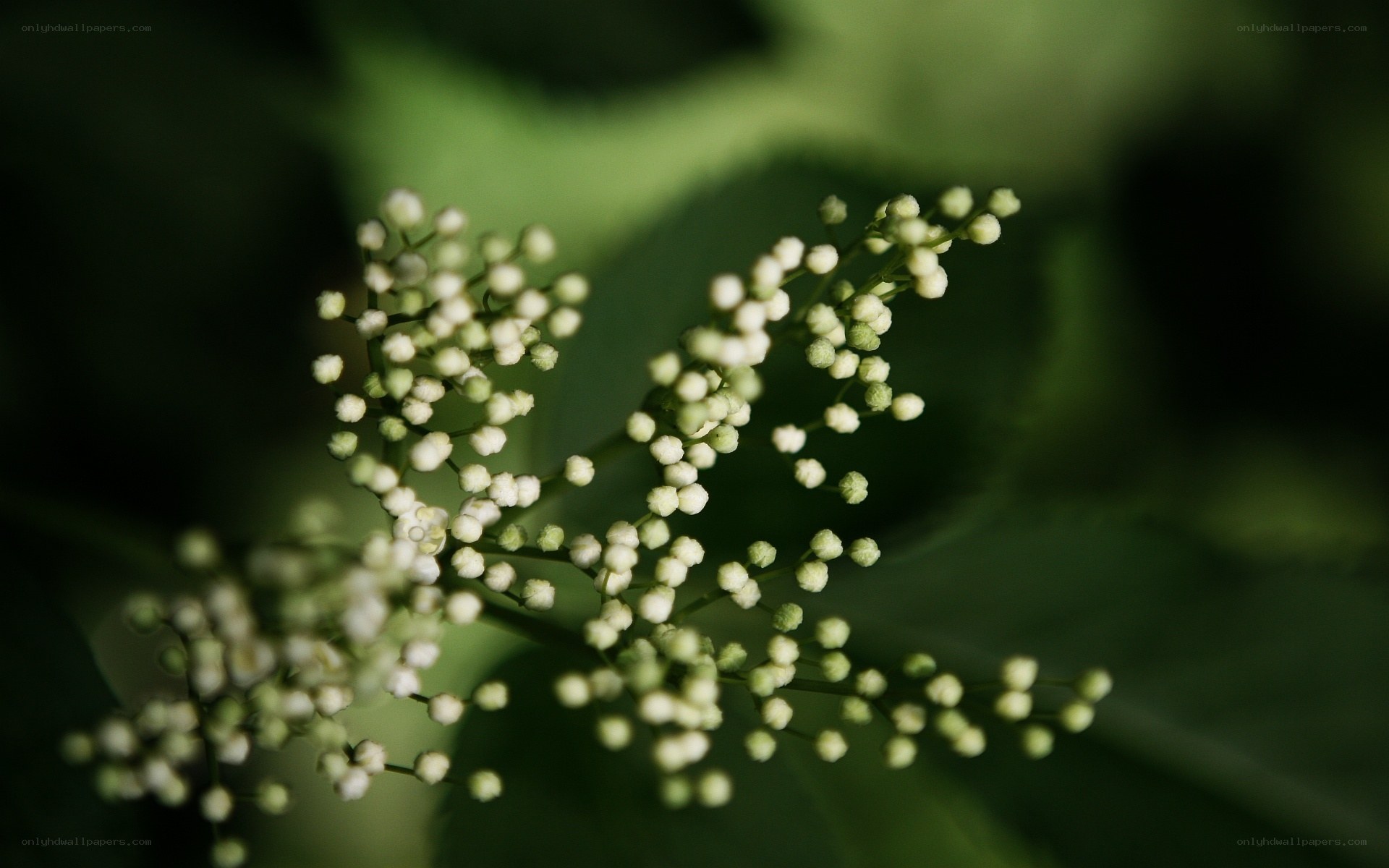 White flower buds on green stems