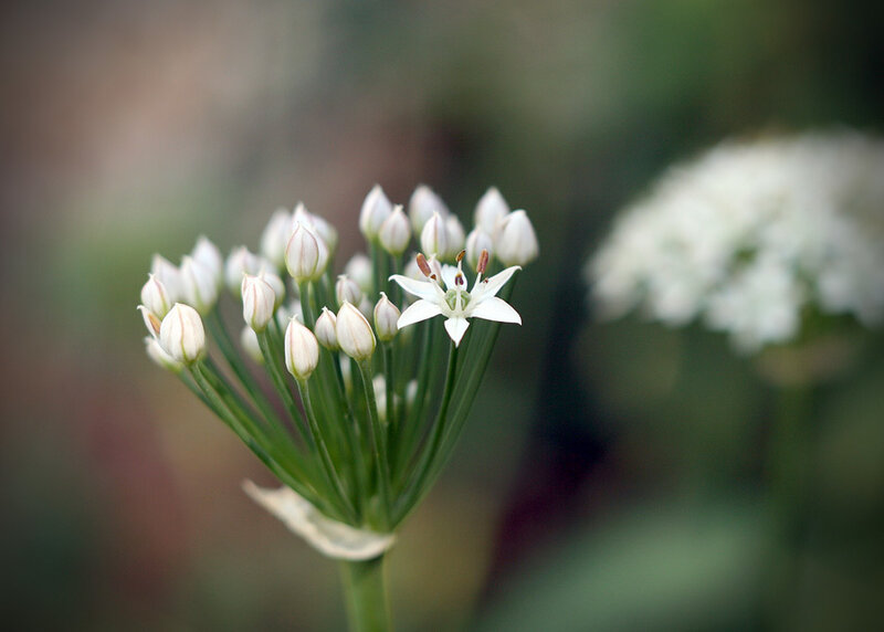 White Flower Buds