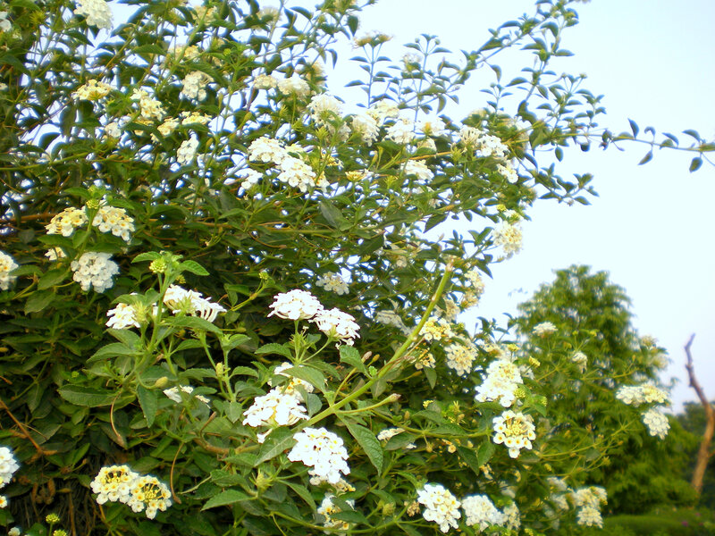 White Flower Bush