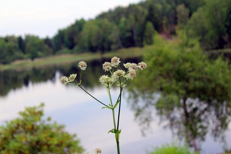 White Flower by Lake