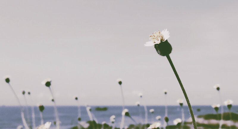 White Flower by Ocean