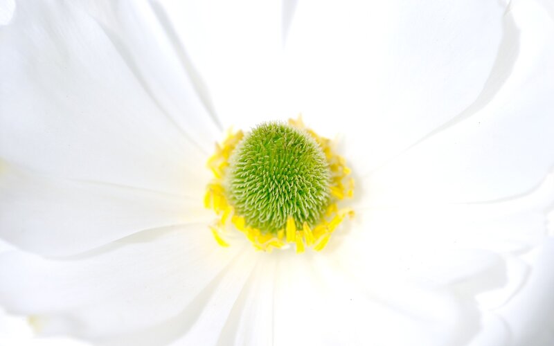 white flower center close-up