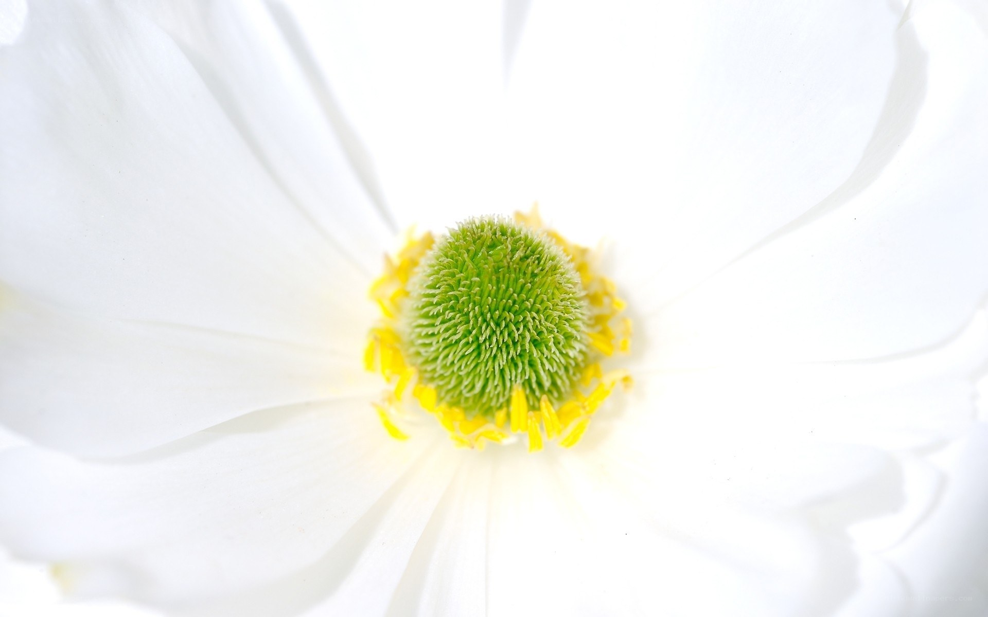 white flower center close-up