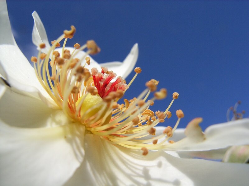 White Flower Center — Serene, Afternoon