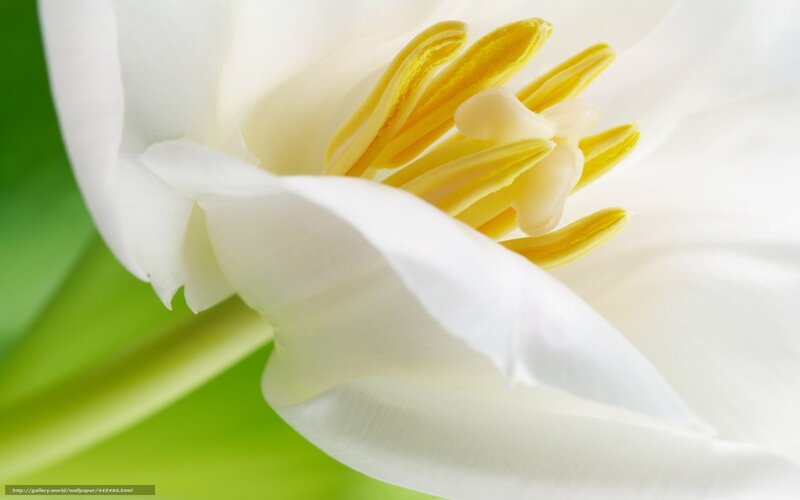 White Flower Center — Serene