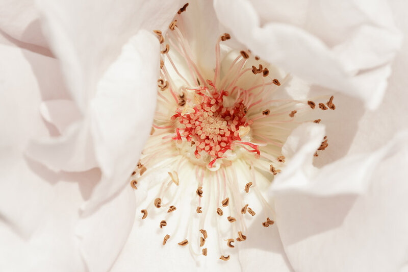 White Flower Center