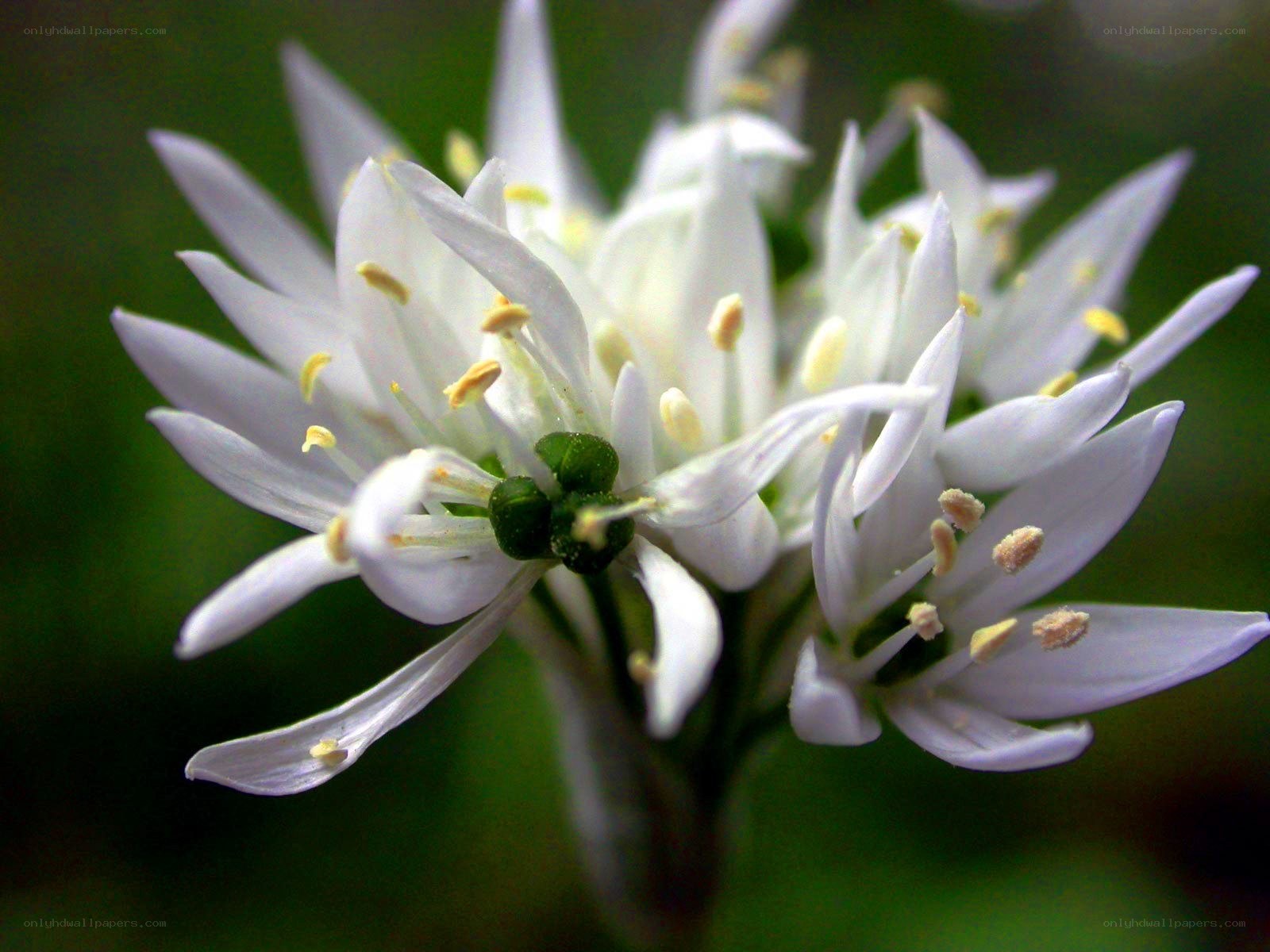 white flower close-up
