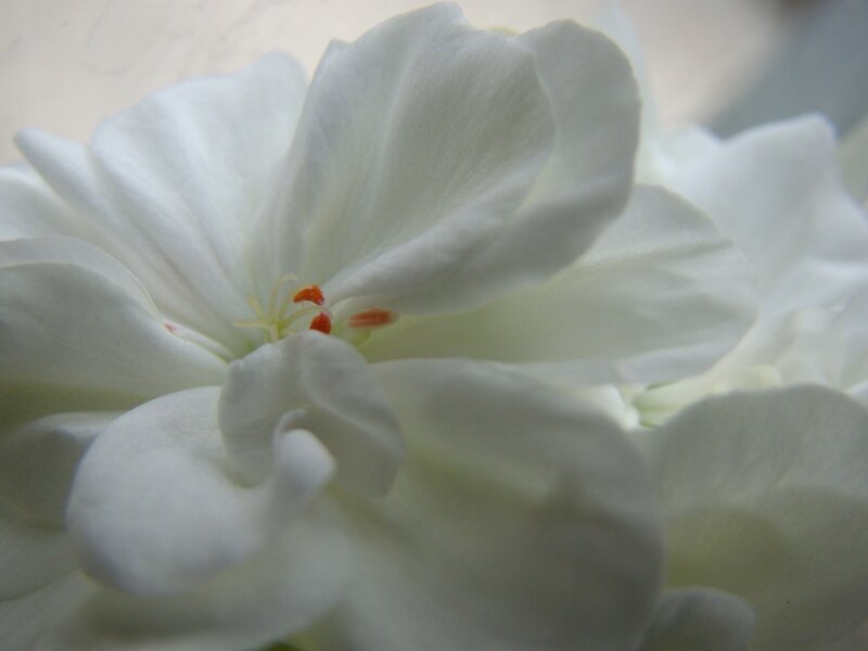 white flower close-up