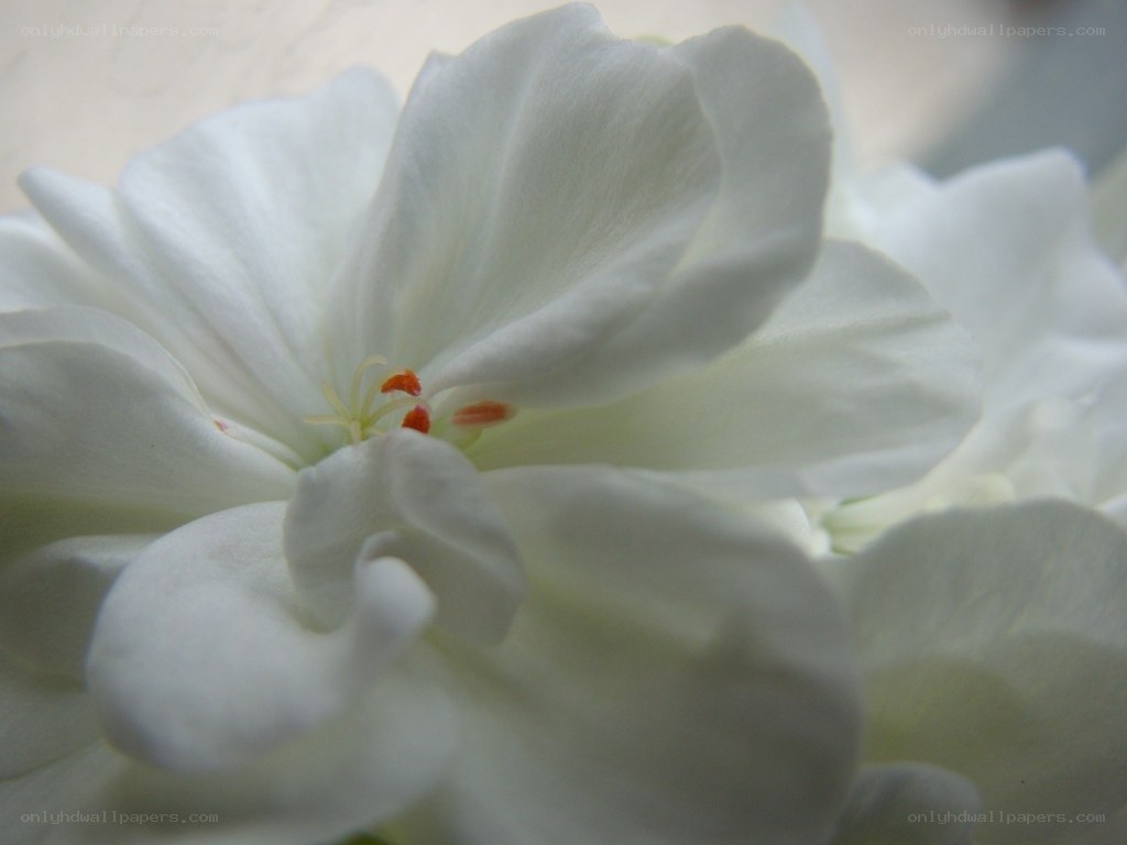 white flower close-up