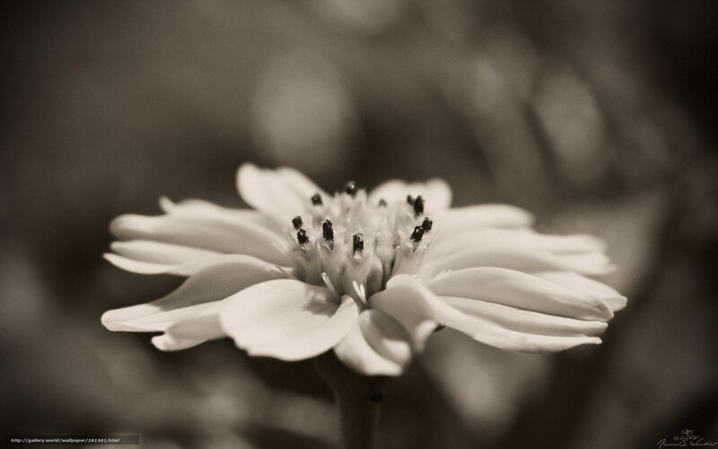 White Flower Close-up — Black