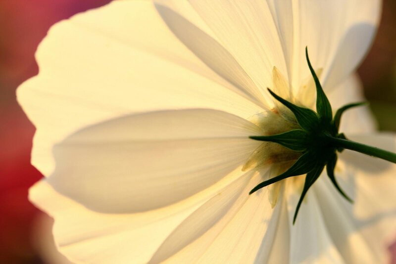 White Flower Close-up — Serene