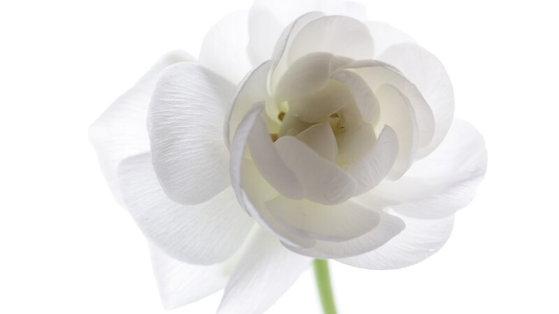 white flower close-up