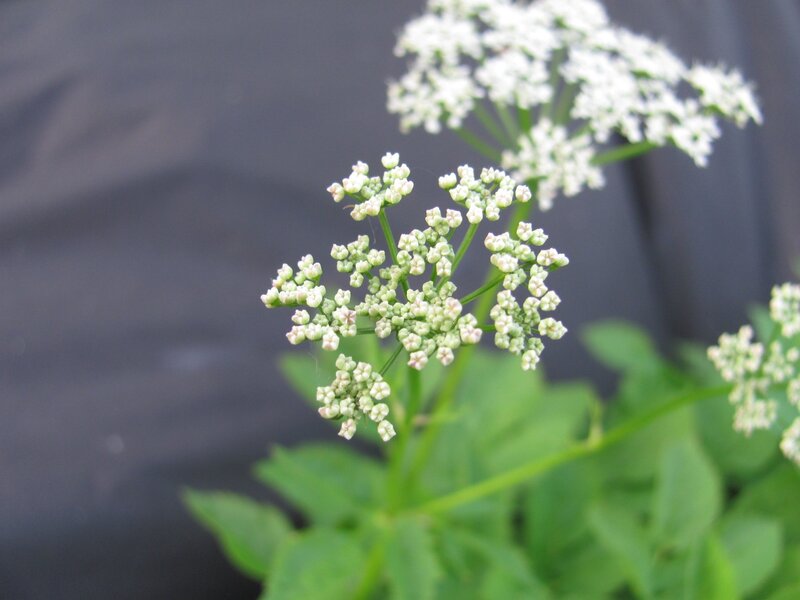 white flower cluster