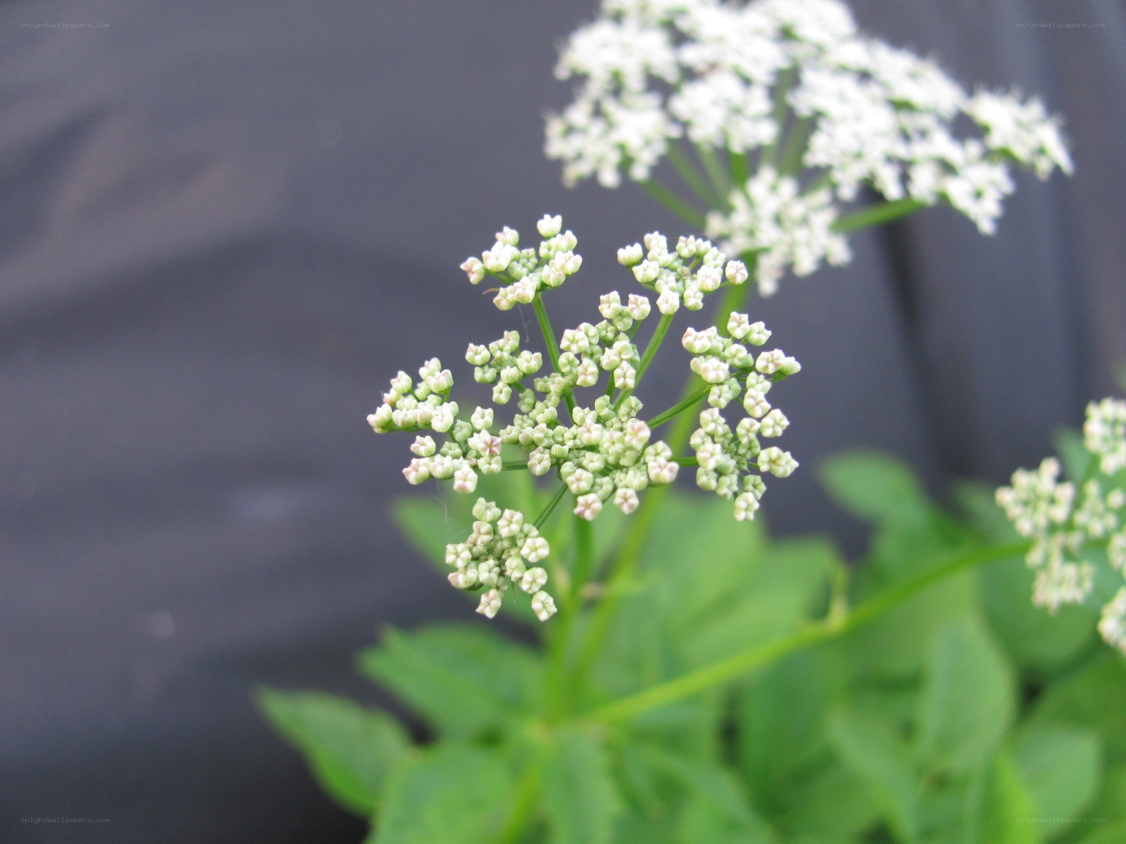 white flower cluster