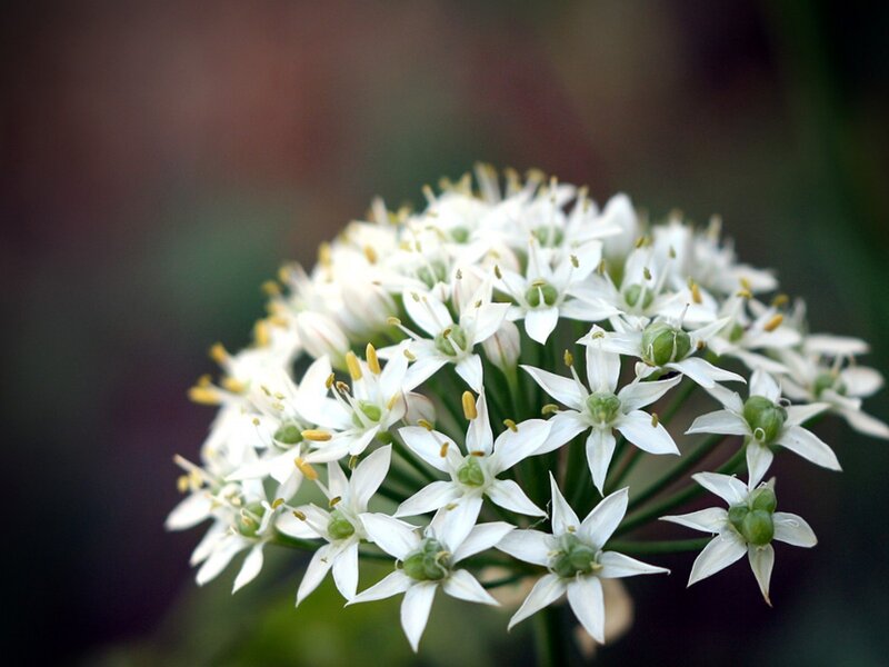 white flower cluster