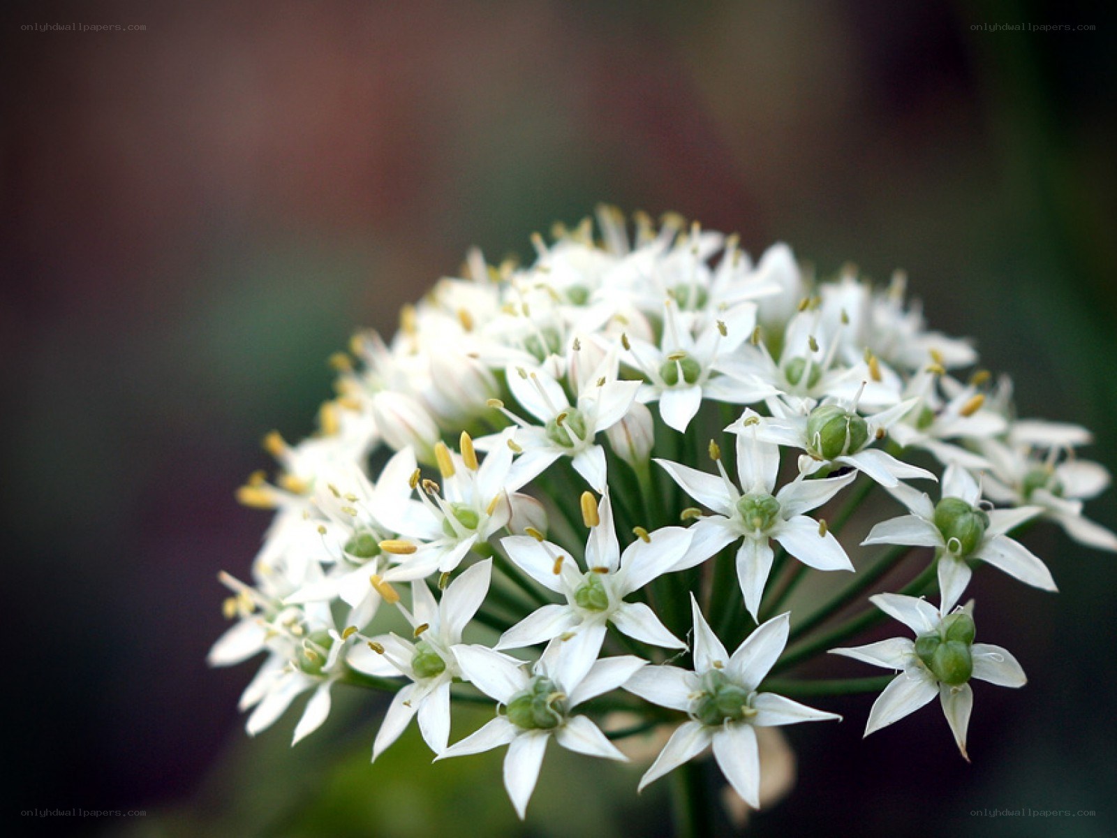 white flower cluster