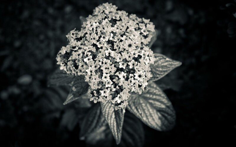 White Flower Cluster — Black, Dramatic