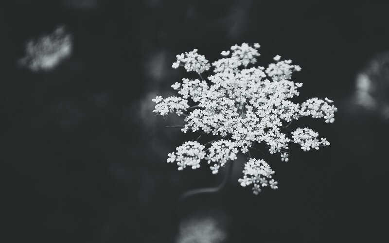 White Flower Cluster — Black, Serene