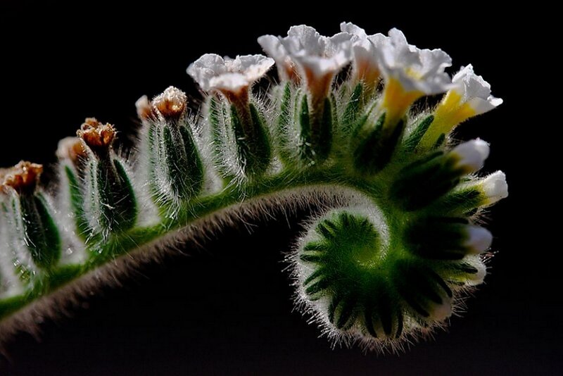 White Flower Cluster — Black