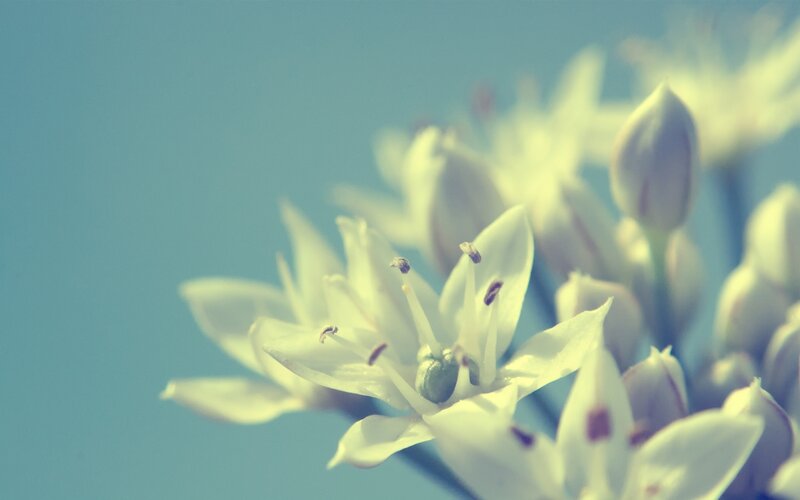 White Flower Cluster — Blue, Serene, Photograph, Buds