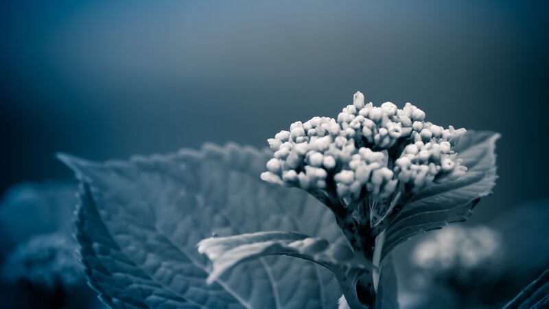 White Flower Cluster — Blue, Serene, Photograph, Leaf, Stem