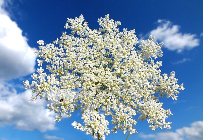 White Flower Cluster — Blue, Serene
