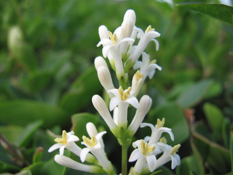 White Flower Cluster — Calm, Afternoon, Photograph, Green Leaves