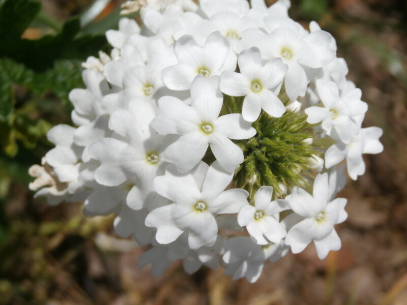 White Flower Cluster — Calm, Afternoon