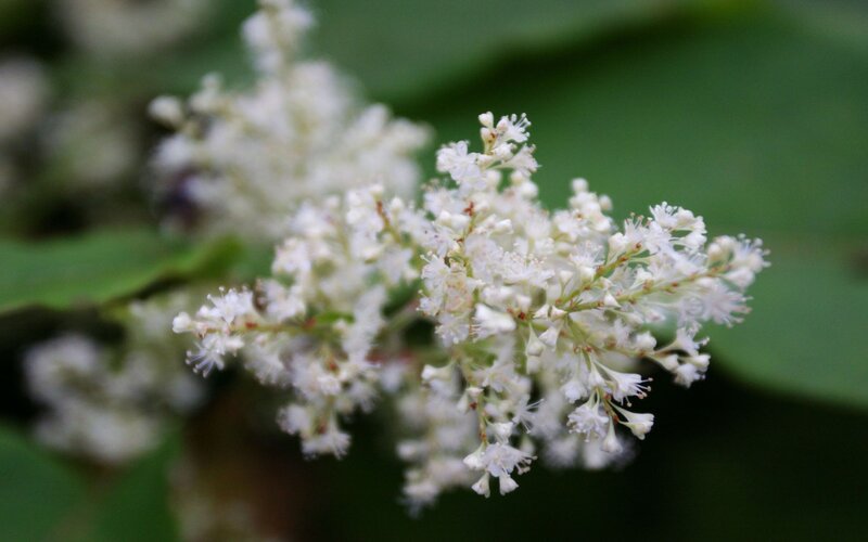 White Flower Cluster — Calm, Photograph, Flowers