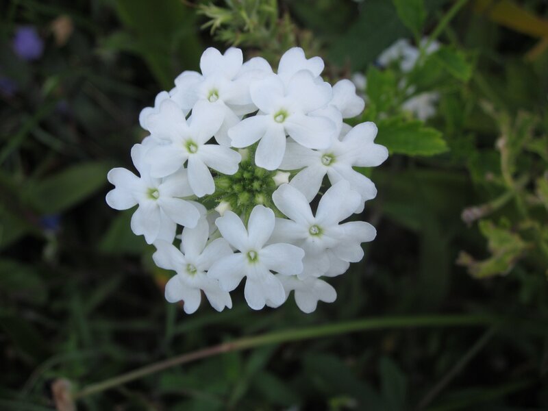 White Flower Cluster — Calm, Photograph, Green Leaves, Bloom