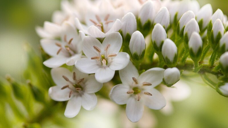 White Flower Cluster — Calm, Photograph, Green Leaves, Buds, Green