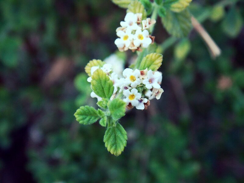 White Flower Cluster — Calm, Photograph, Green Leaves, Flower Buds