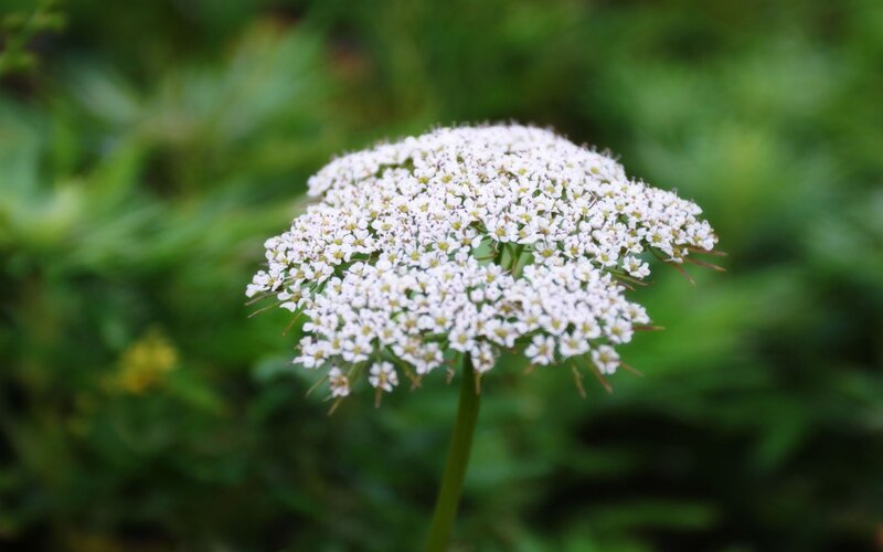 White Flower Cluster — Calm, Photograph, Green Leaves, Flower Stem