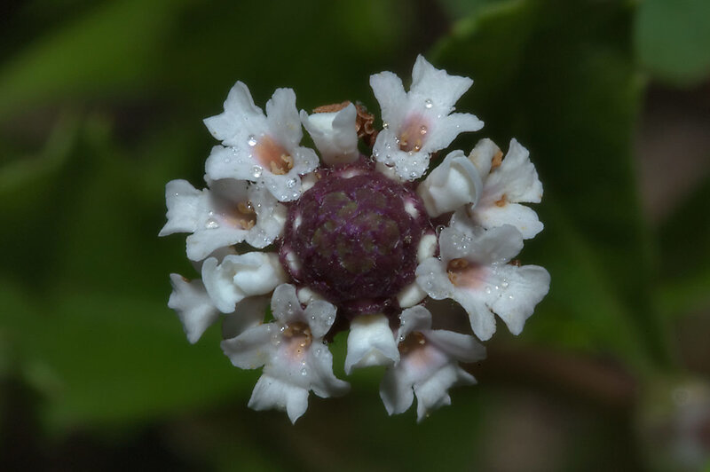 White Flower Cluster — Calm, Photograph