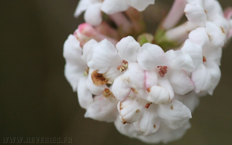 White Flower Cluster — Calm, Spring, Photograph, Buds