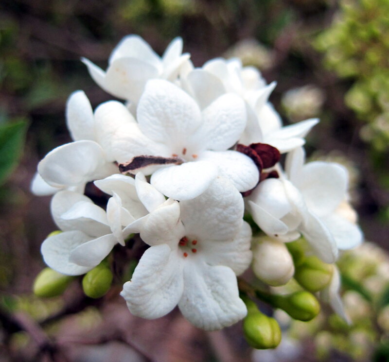 White Flower Cluster — Calm, Spring, Photograph, Green Buds