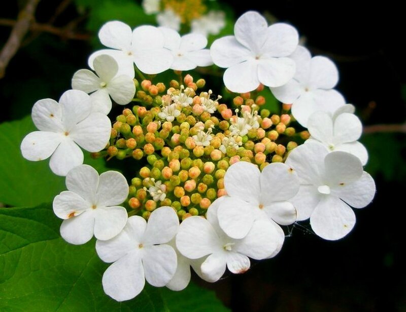 White Flower Cluster — Calm, Spring, Photograph, Green Leaves