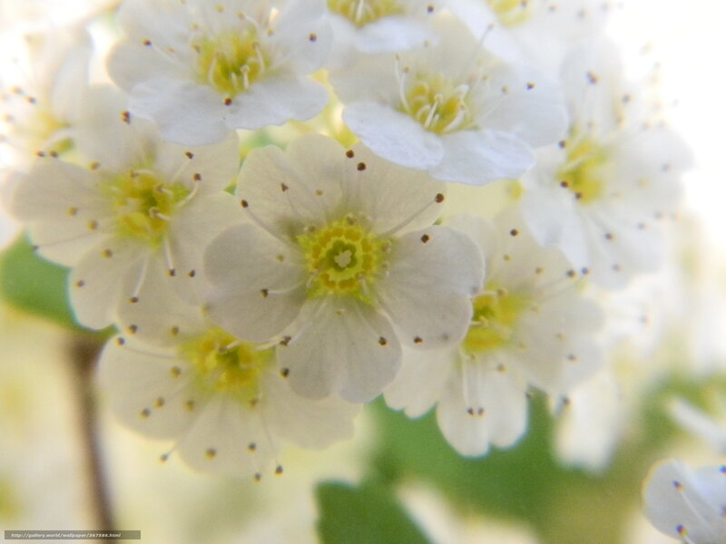 White Flower Cluster — Calm, Spring, Photograph, Petals