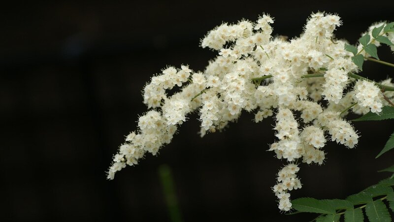 White Flower Cluster — Calm, Spring, Photograph