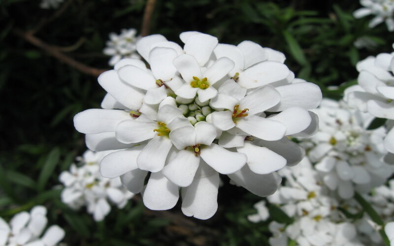 White Flower Cluster — Calm, Spring