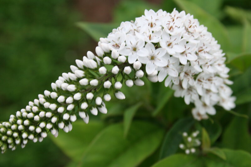 White Flower Cluster — Calm, Summer