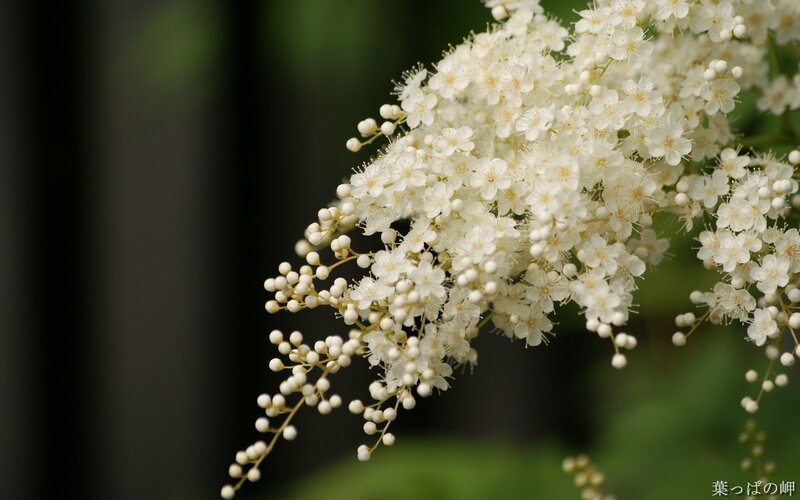 White Flower Cluster — Calm