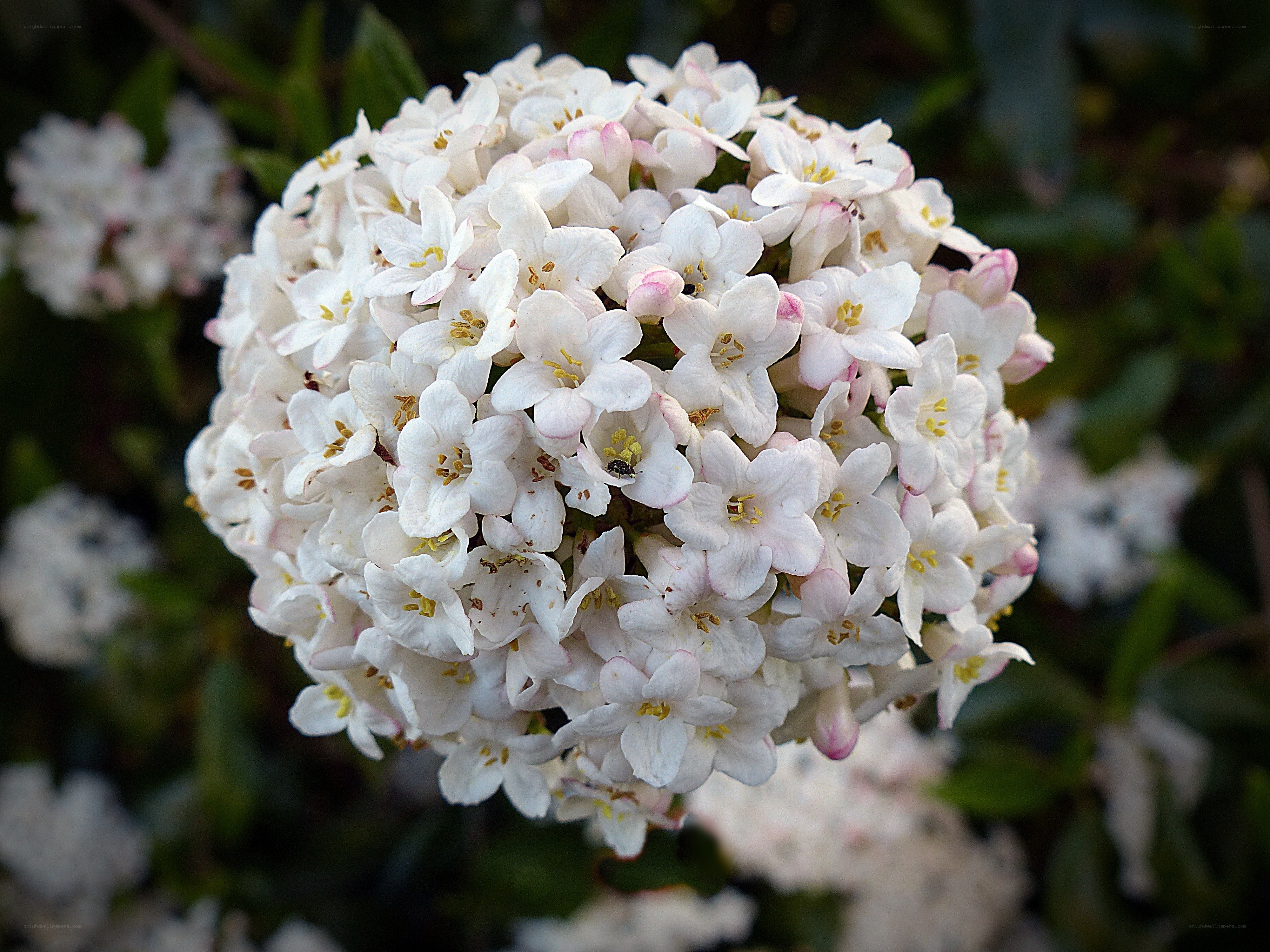 white flower cluster close-up
