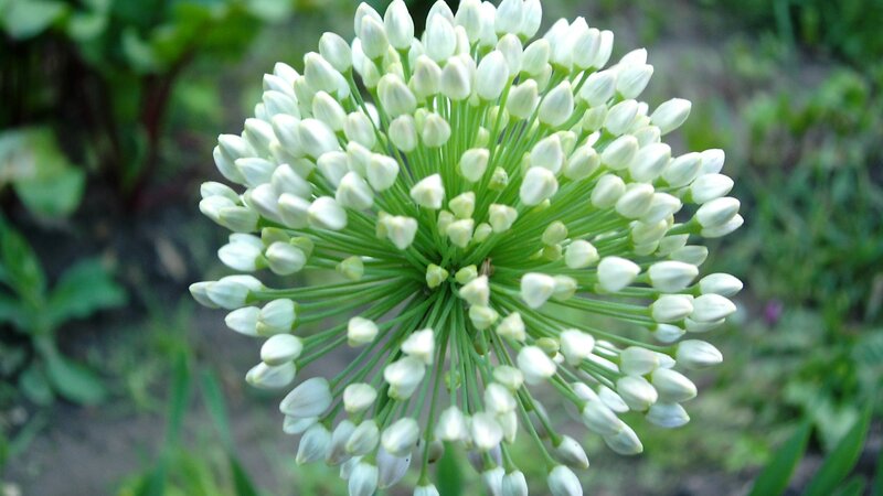 white flower cluster close-up