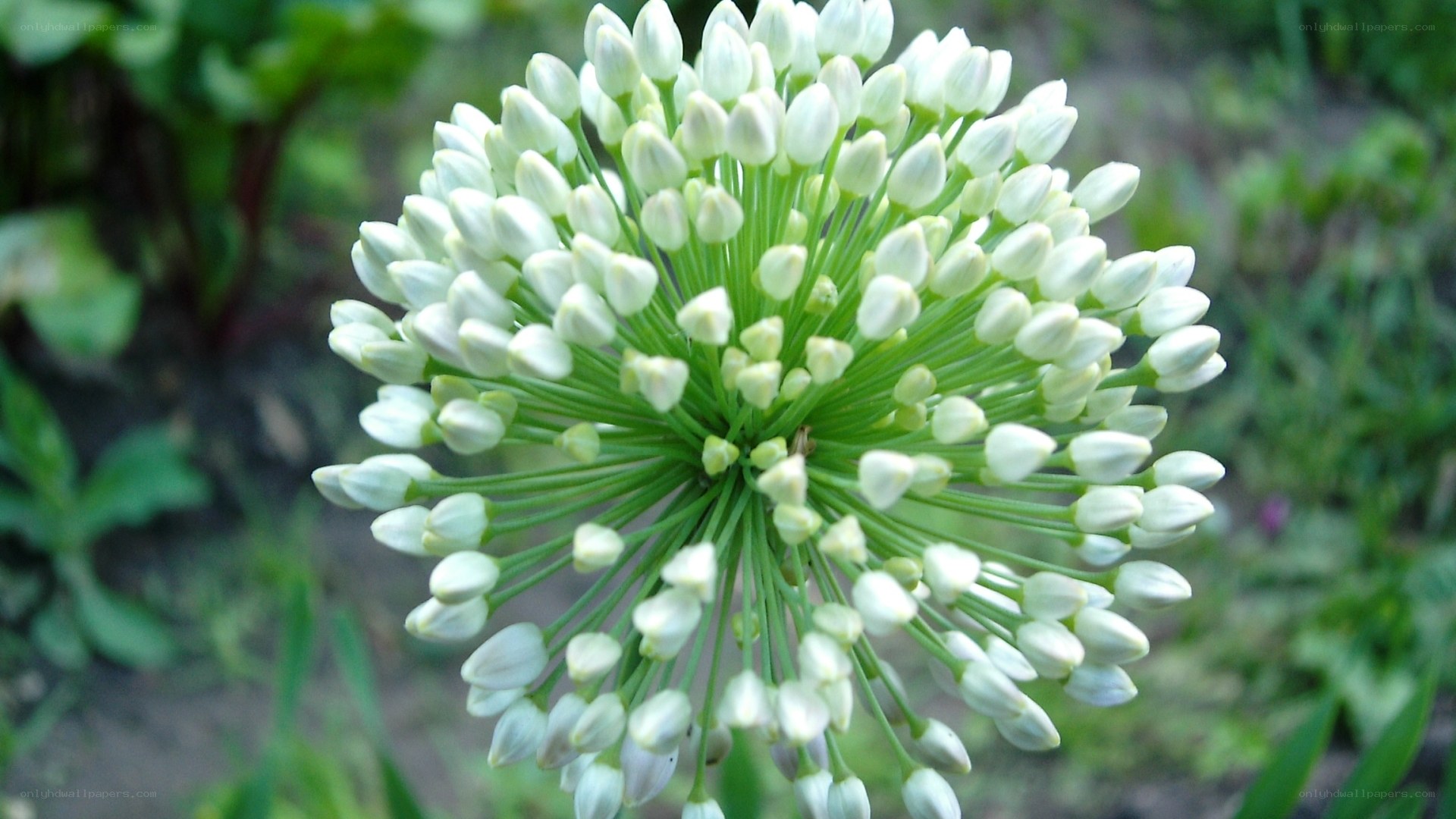 white flower cluster close-up