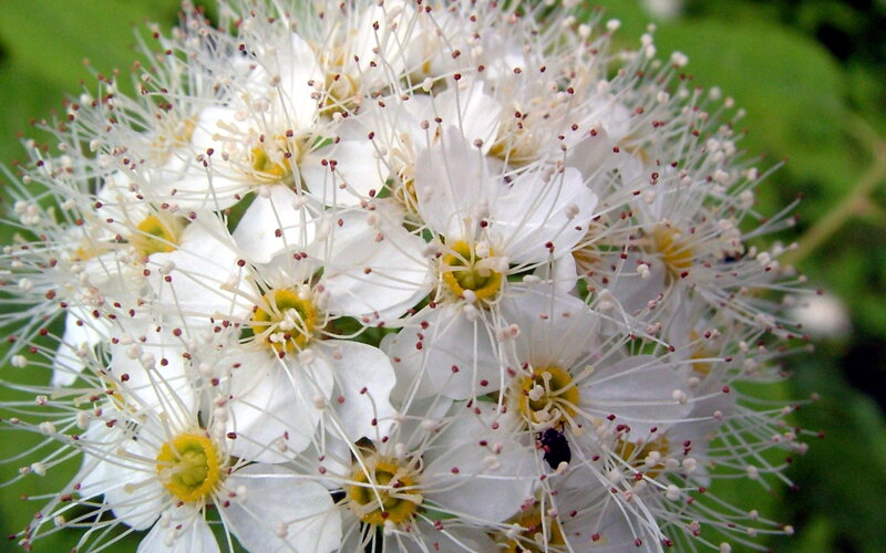 white flower cluster close-up