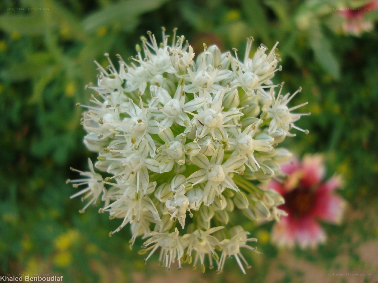 white flower cluster close-up