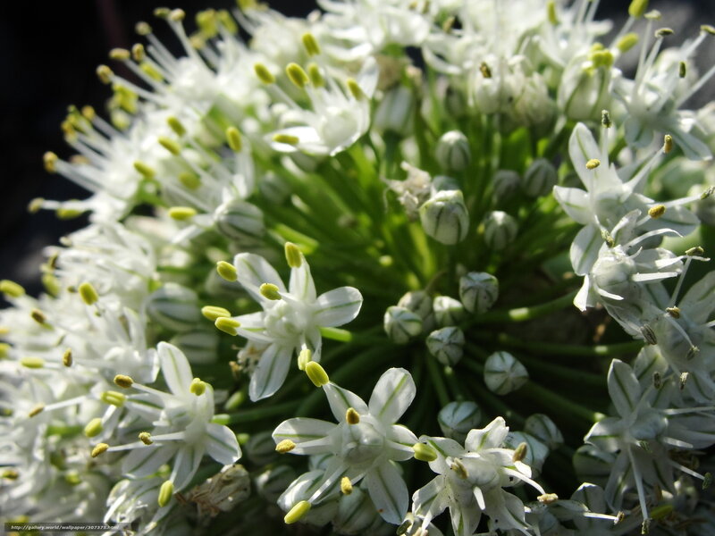 White flower cluster close-up