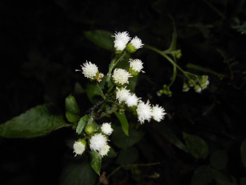 White Flower Cluster — Dark
