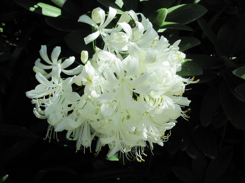 White Flower Cluster — Dramatic, Afternoon